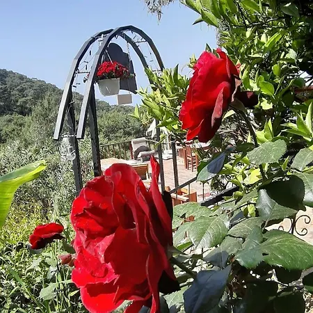 Casa Roja Gazde/Camere de închiriat *