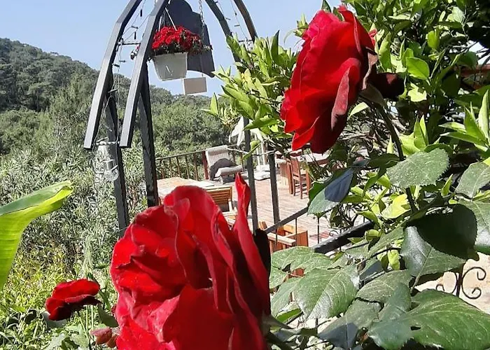 Casa Roja Проживание в семье *